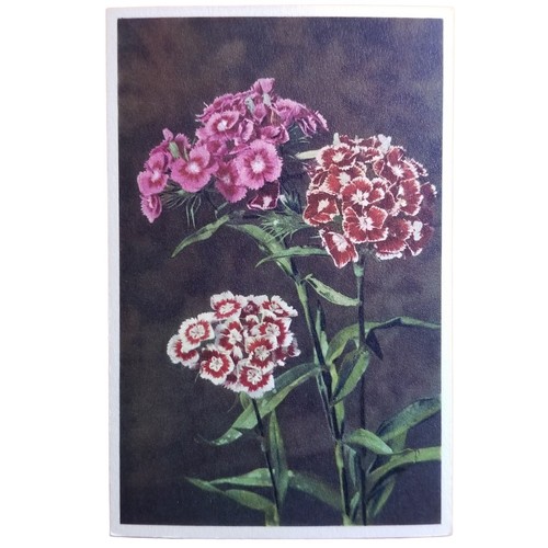 Thor gyger dianthus barbafus - thor,